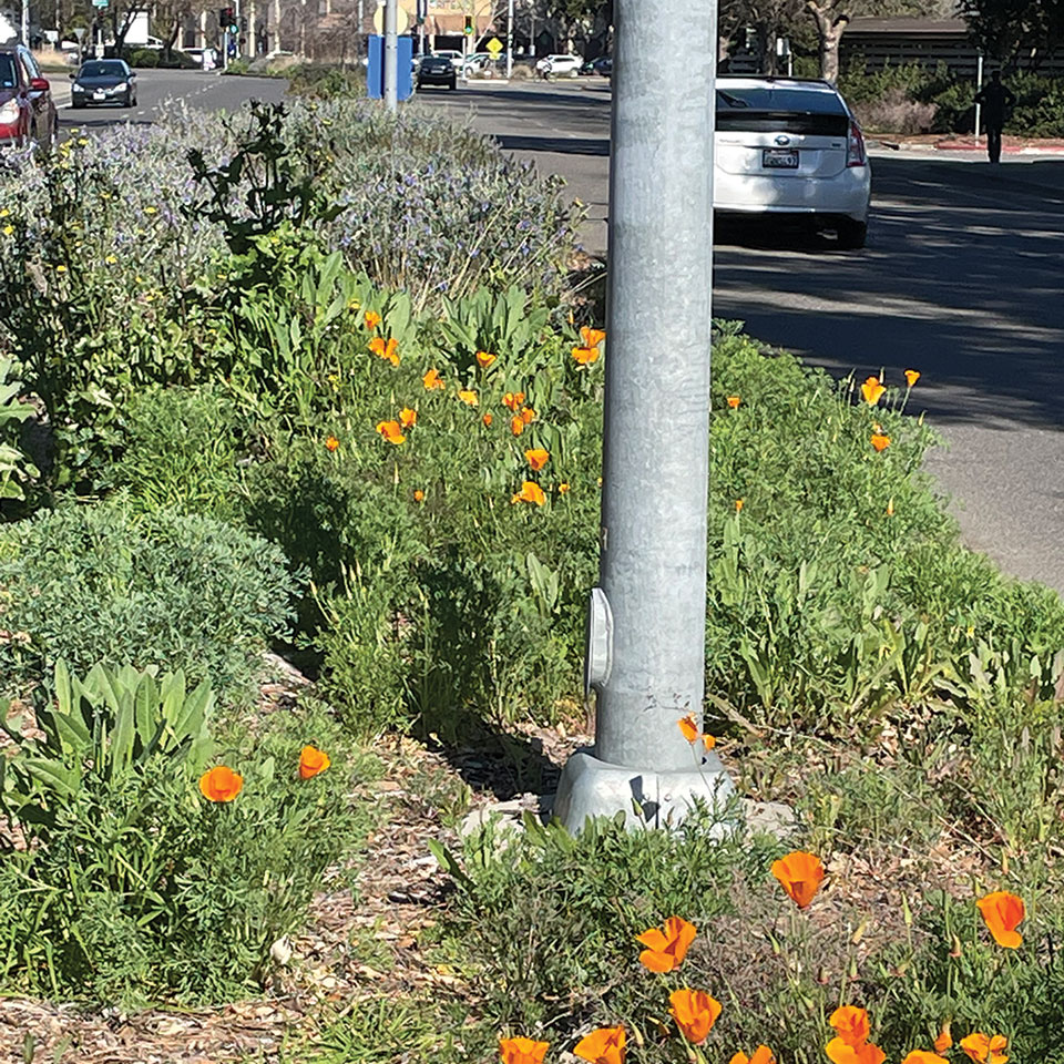 California poppies grow in a street's center median