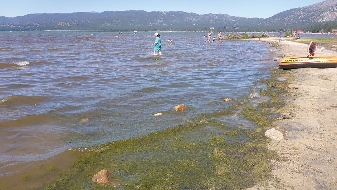 A sandy beach on Lake Tahoe with thick green algae in the water all along the water line at shore.