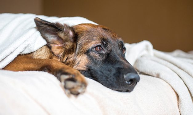 How to Avoid Respiratory Illness in Dogs