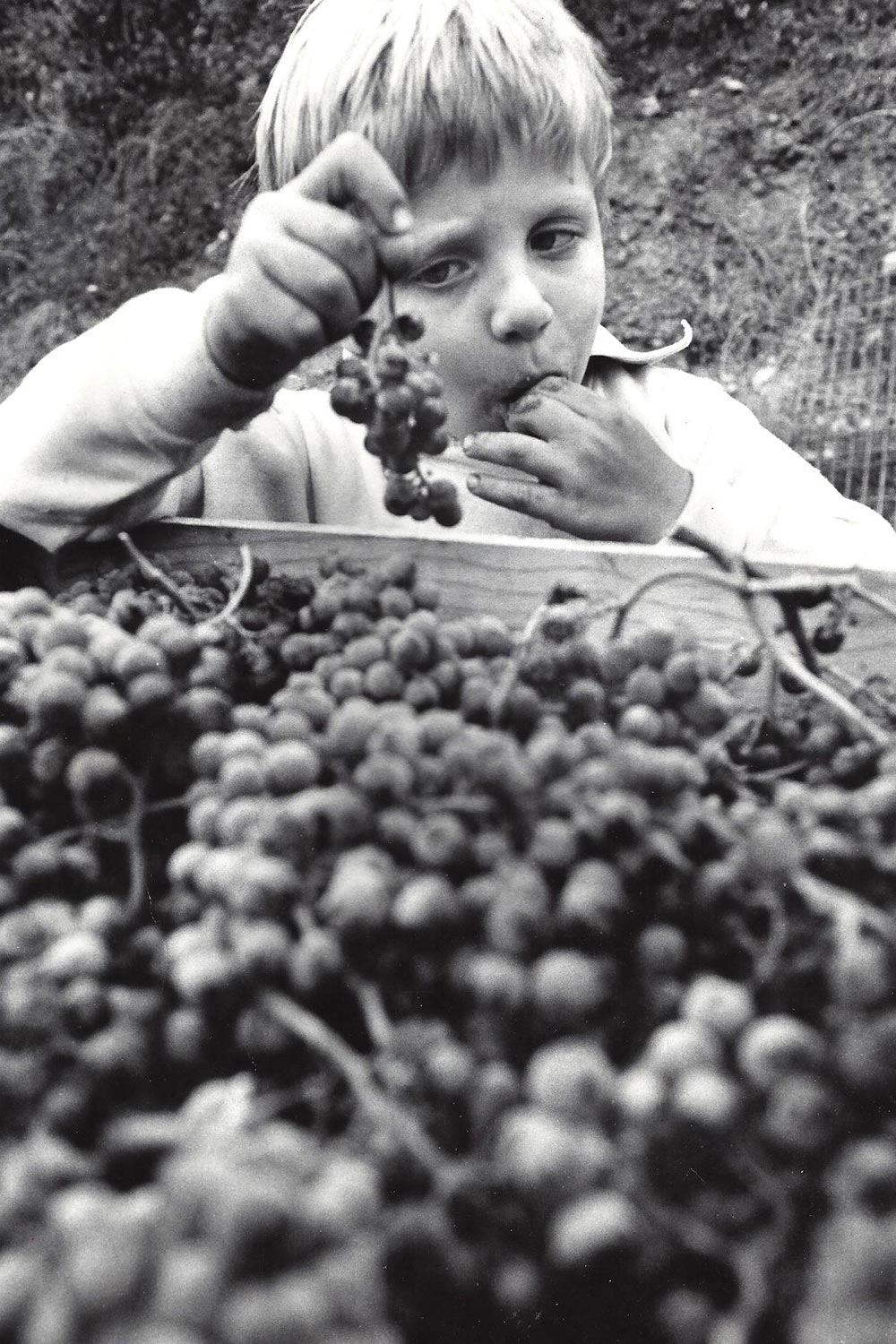 Black and white photo of a young boy behind a crate of grapes. He's holding up a bunch of grapes in one hand while eating some grapes with the other.