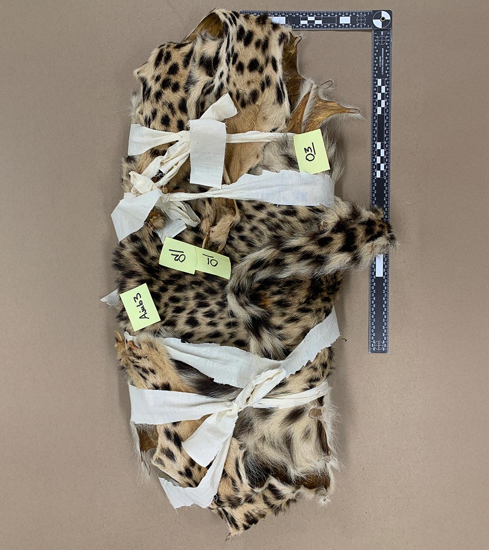 A cheetah pelt is laid out on a table with post-it notes attached to it, and a ruler to one side of it.