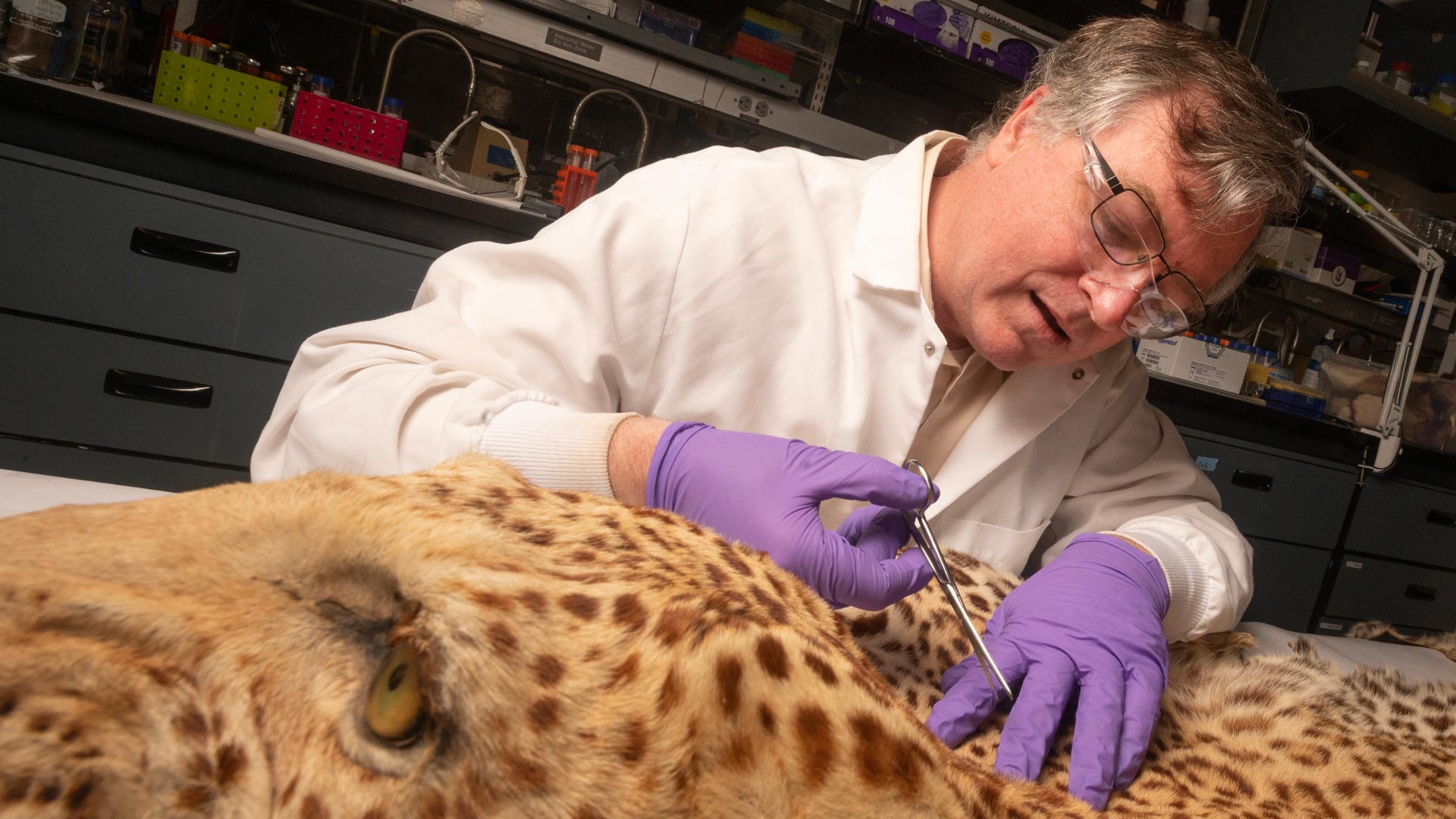 A man wearing a lab coat and purple gloves sits at a table behind a leopard pelt. He is using scissors to cut a portion of the fur.