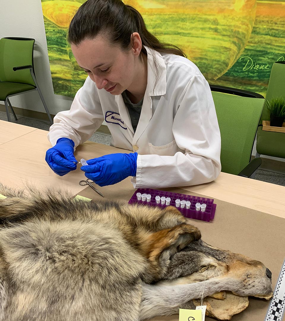 A woman wearing a lab coat and blue gloves inspects a wolf pelt